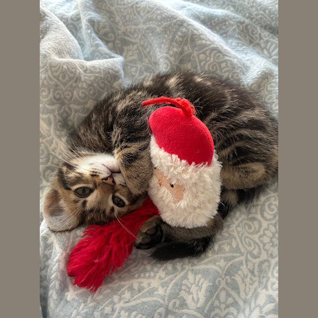 Photo of Lyric