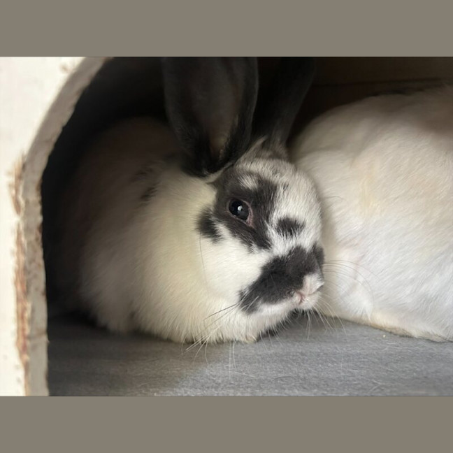 Photo of Gemini