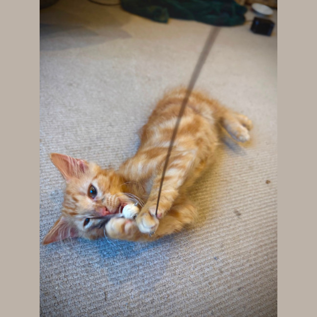 Photo of Rocket