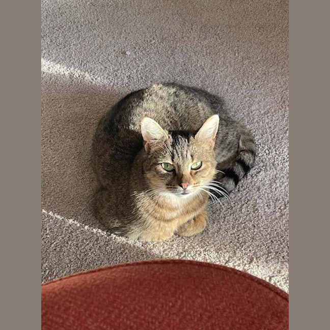 Photo of Nugget