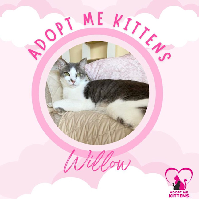 Photo of Willow