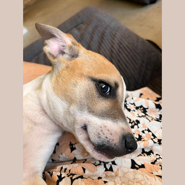 Photo of Layla   13 Week Old Fox Terrier X Kelpie (Trial)