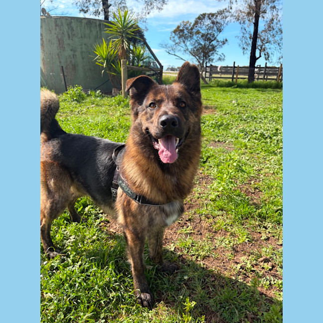 Photo of Sarge