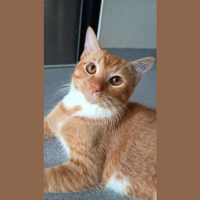 Photo of Garfield