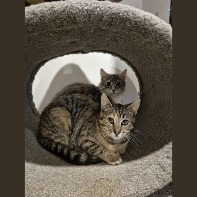 Photo of Rocky **2nd Chance Rescue **