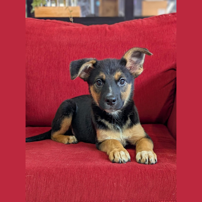 Photo of Amy Whinehouse