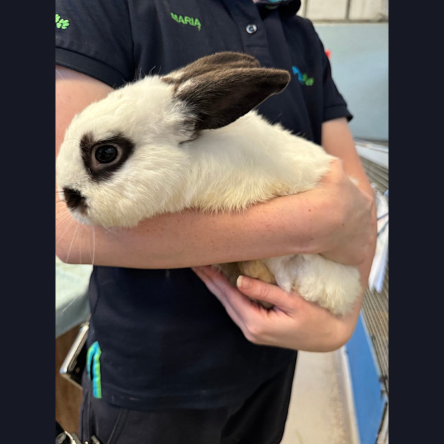 Photo of Snowball