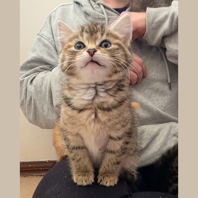 Photo of Pickle 