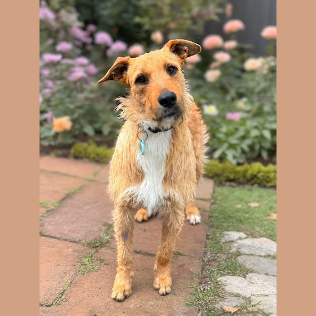 Photo of Fizzewig 