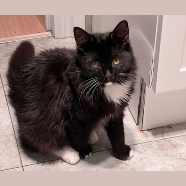 Photo of Ollie