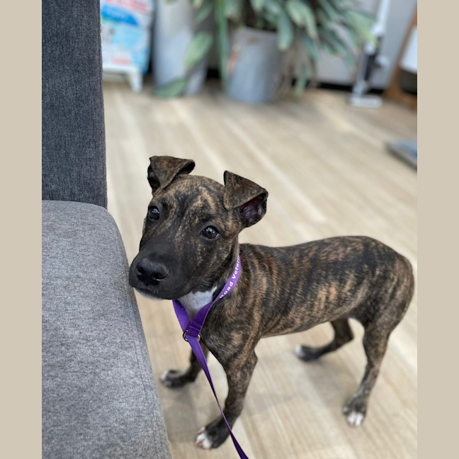 Photo of Ruby