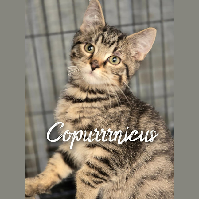 Photo of Copurrrnicus