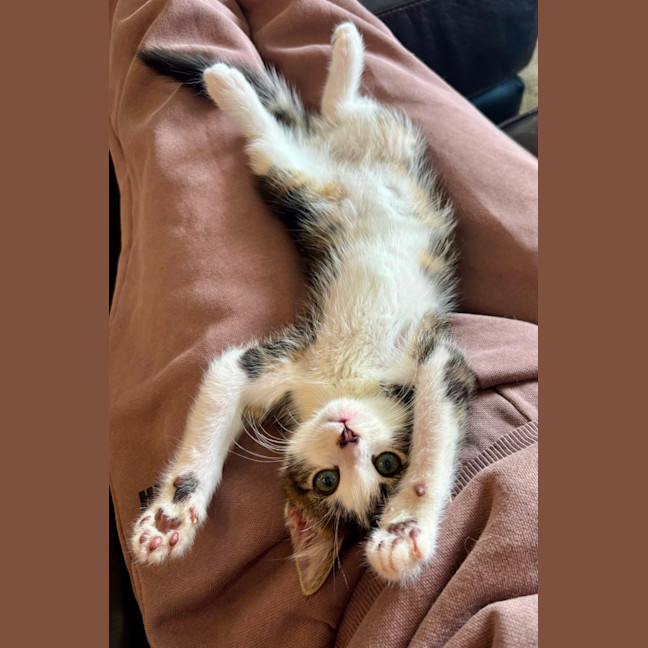 Photo of Bosco