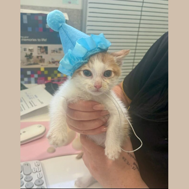 Photo of Benedict Cumbercat