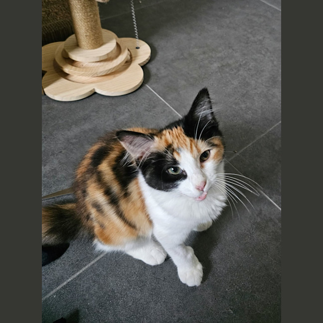 Photo of Atlas