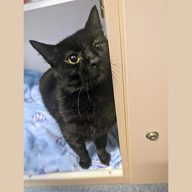 Photo of Midnight