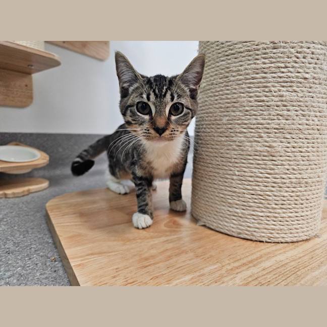 Photo of Nyx