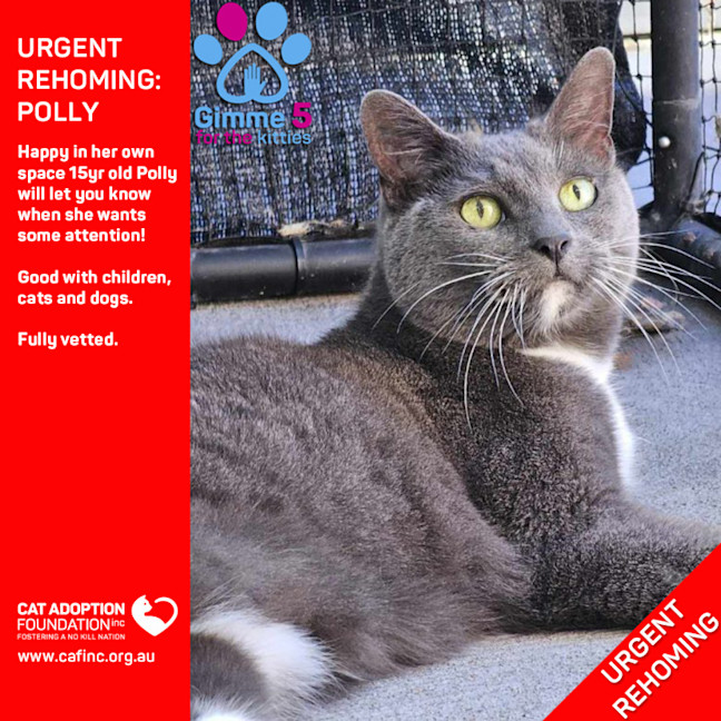Photo of Polly Private Rehoming No Charge!