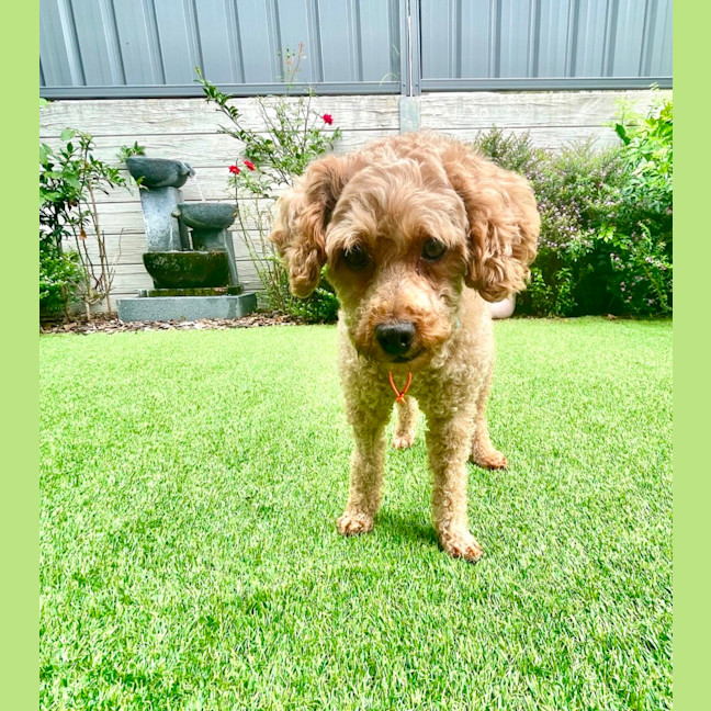 Photo of Lilly And Murphy 