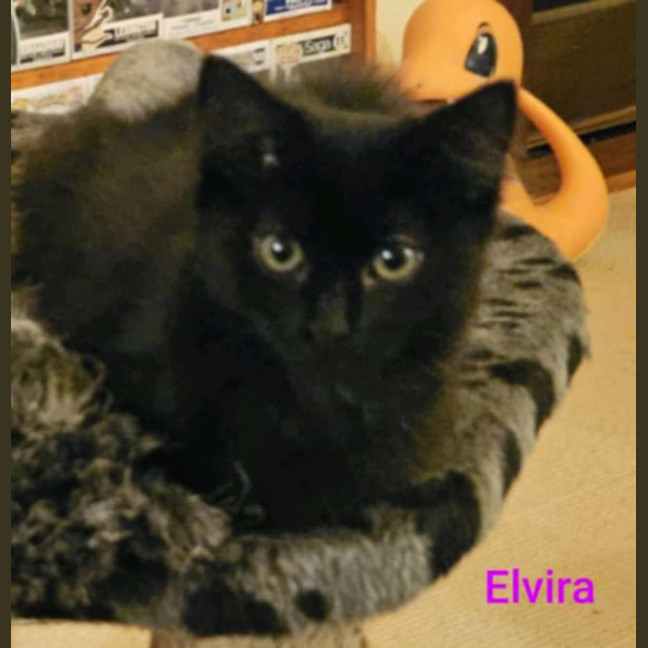 Photo of Elvira Meet Me At Petstock Clyde North Store