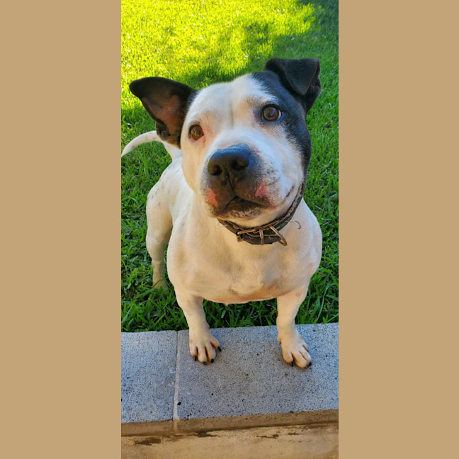 Photo of Oscar