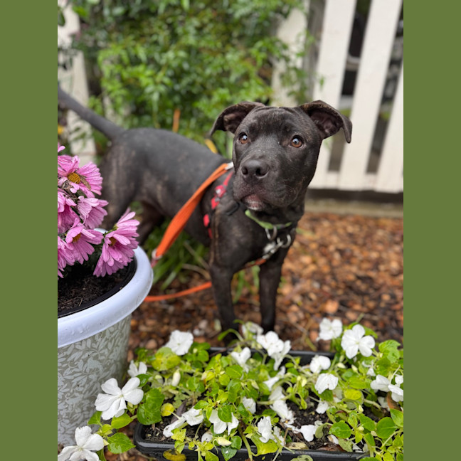 Photo of Nova