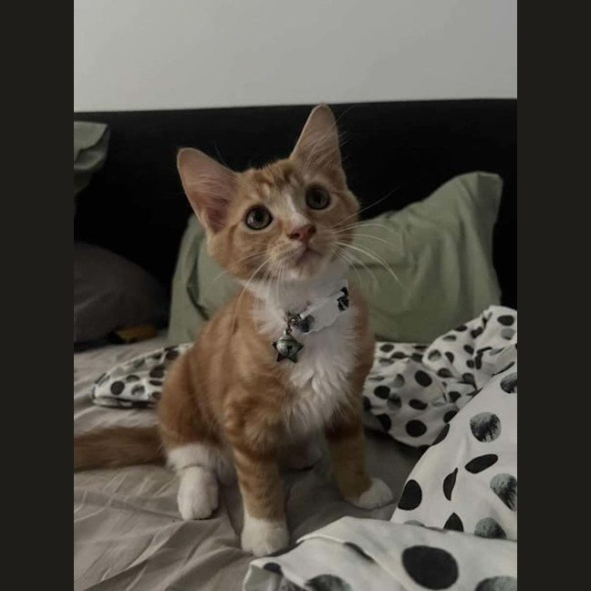 Photo of Wile E. Coyote