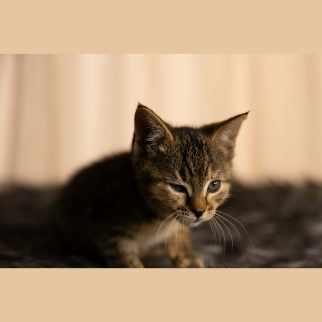 Photo of Peanut 🥜