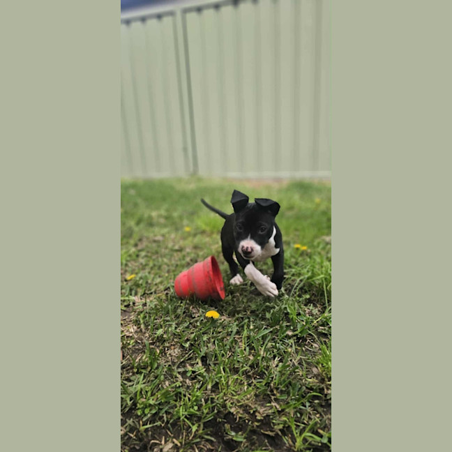 Photo of Willow   12 Week Old Cattle Dog X