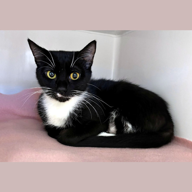 Photo of Cherry Sta014311