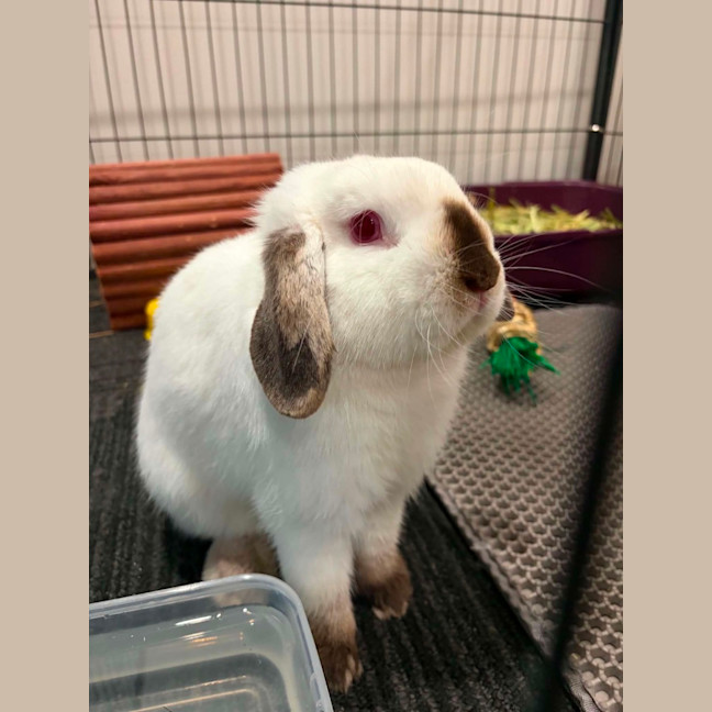 Photo of Binki