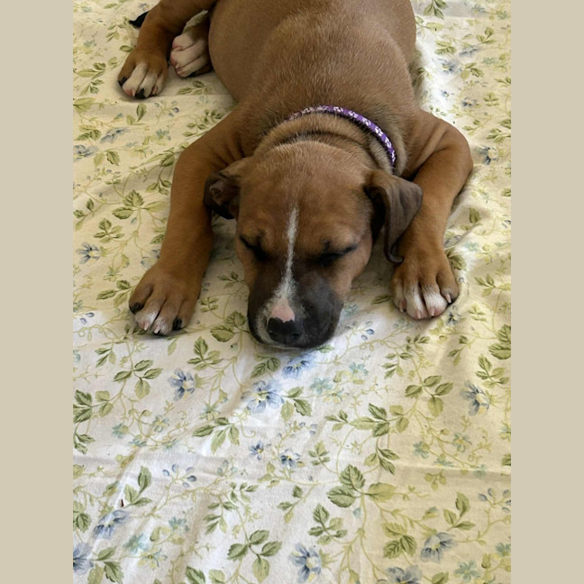 Photo of Darla   11 Week Old Kelpie X