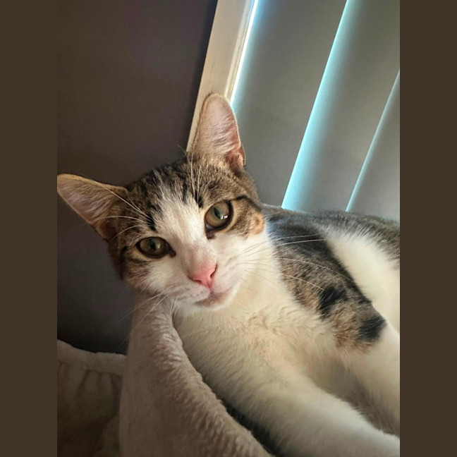 Photo of Peanut