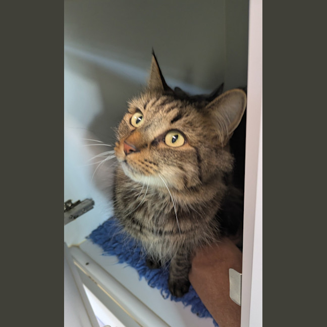 Photo of Koda (Bonded To Lulu)