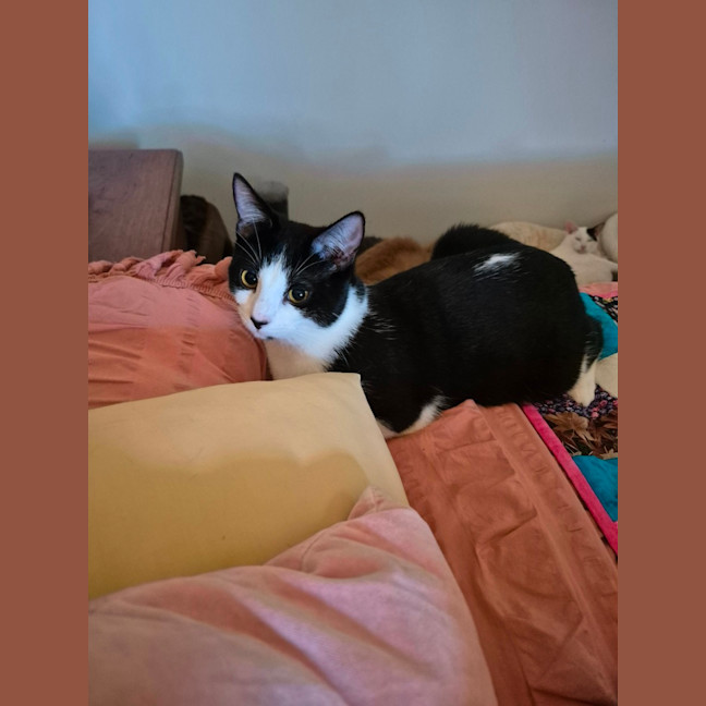 Photo of May ** 2nd Chance Cat Rescue**