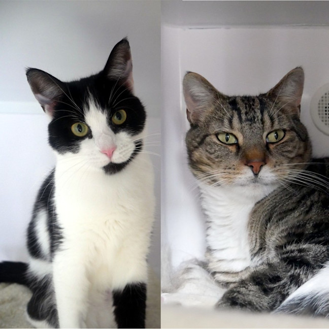 Photo of Wicket & Weasel