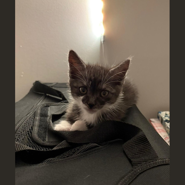 Photo of Tarzan