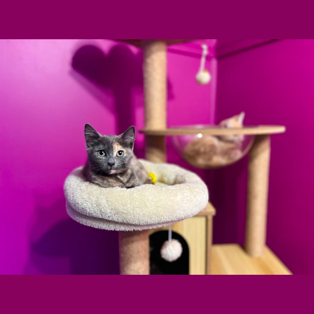Photo of Nova