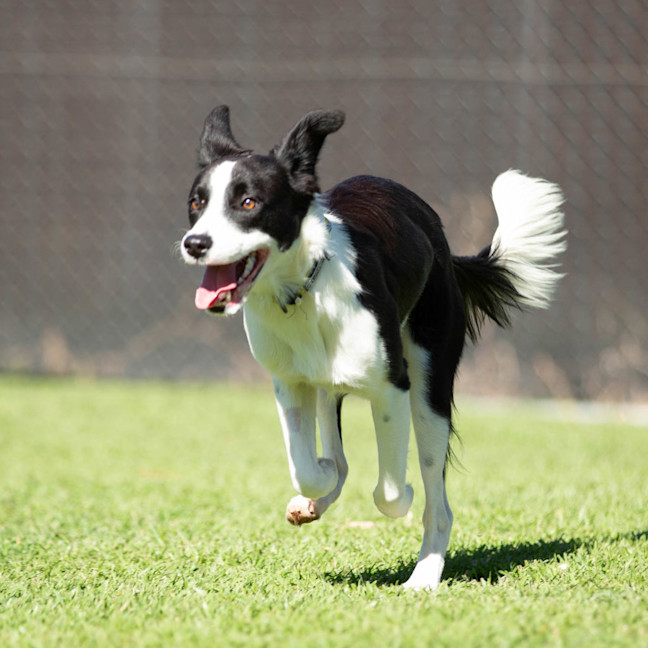 Photo of Petal