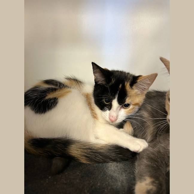 Photo of Mudcake And Maple 