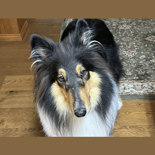 Photo of Odin