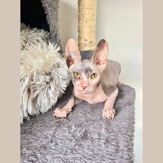 Photo of Echo (Was Roxanne)