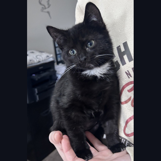 Photo of Nala