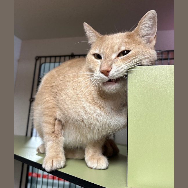 Photo of Peaches