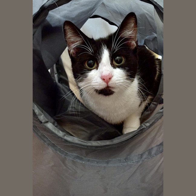 Photo of Delilah
