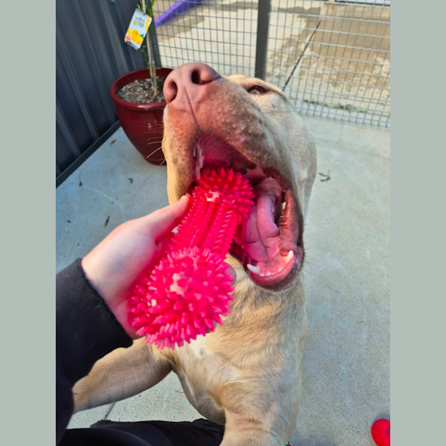 Photo of Dozer! 🐻