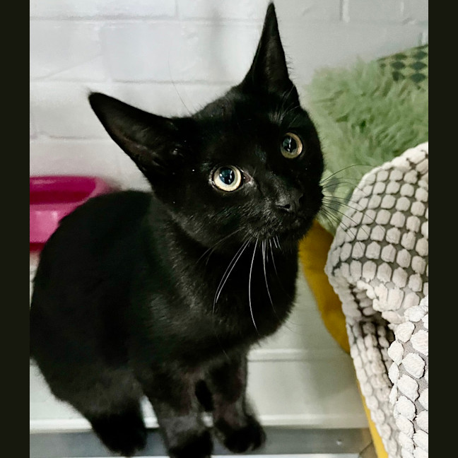 Photo of Nyx