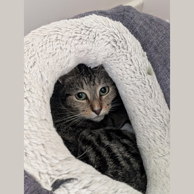 Photo of Cookie