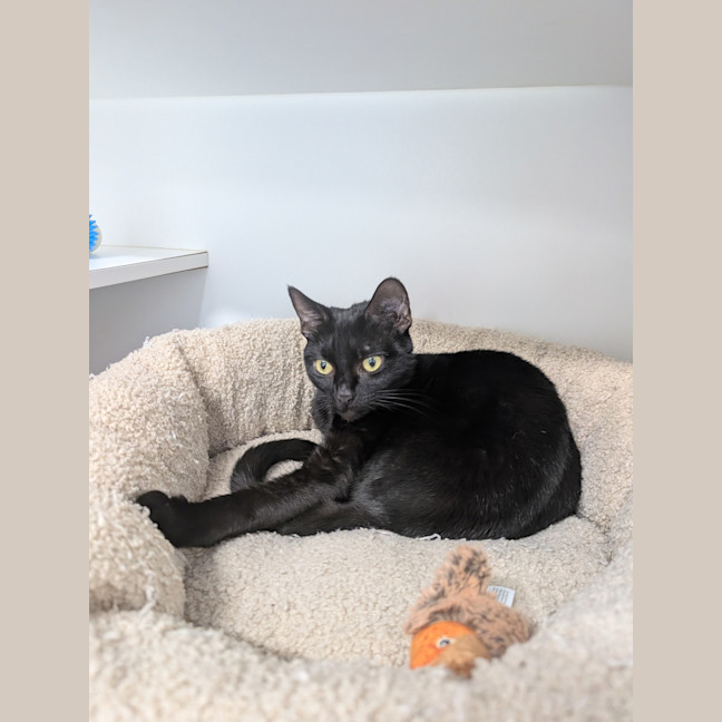 Photo of Shadow