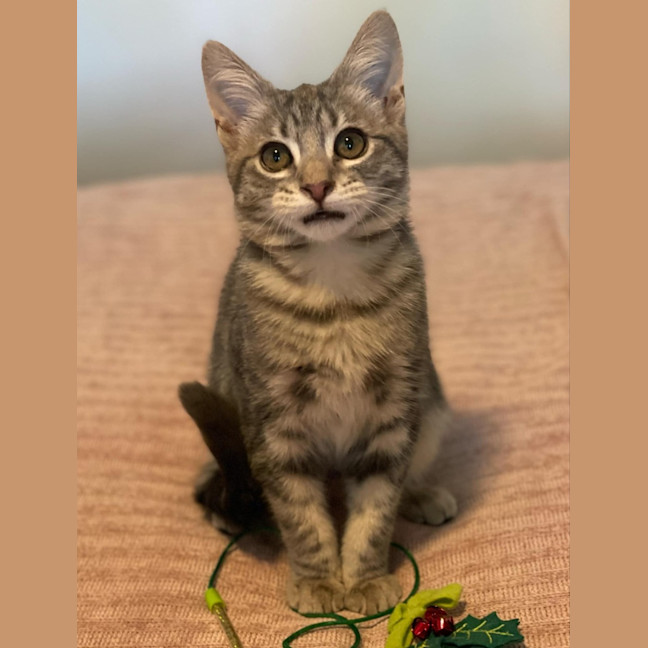 Photo of Miyo **2nd Chance Cat Rescue**